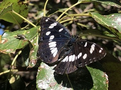 Limenitis reducta