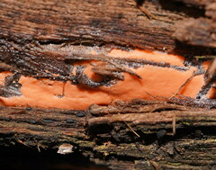 Dictydiaethalium plumbeum