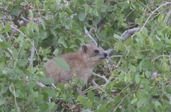 Procavia capensis