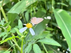 Jamides bochus formosanus