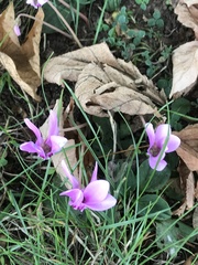 Cyclamen hederifolium