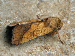 Pyrrhia umbra