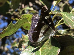Limenitis reducta