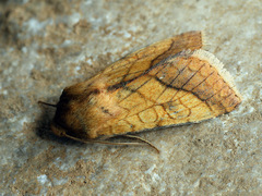 Pyrrhia umbra