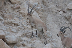 Capra nubiana