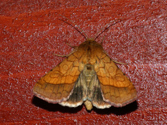 Pyrrhia umbra
