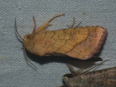 Pyrrhia umbra