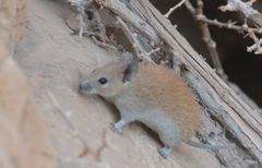 Golden Spiny Mouse photo 2
