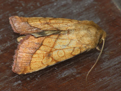 Pyrrhia umbra
