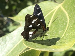 Limenitis reducta