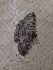 Polydesma boarmoides