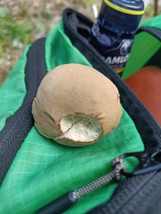 Xerocomus subtomentosus