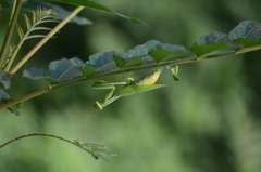 Hierodula patellifera