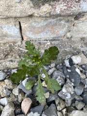 Senecio