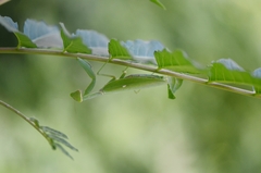 Hierodula patellifera