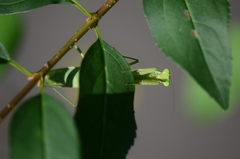 Hierodula patellifera