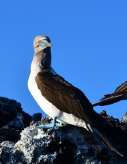 Sula nebouxii excisa