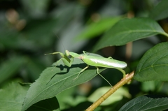 Hierodula patellifera