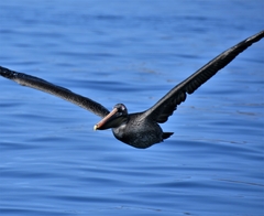 Pelecanus occidentalis urinator