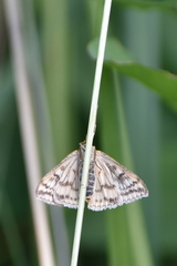 Sitochroa verticalis