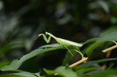 Hierodula patellifera