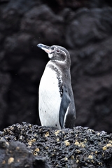 Spheniscus mendiculus