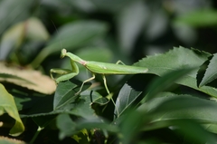 Hierodula patellifera