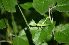 Hierodula patellifera