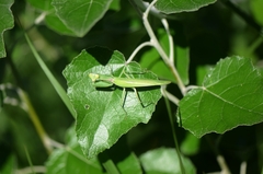 Hierodula patellifera