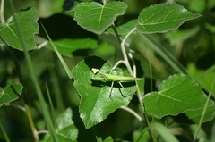 Hierodula patellifera