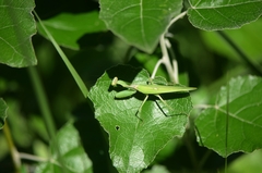 Hierodula patellifera