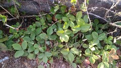 Fragaria