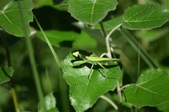 Hierodula patellifera