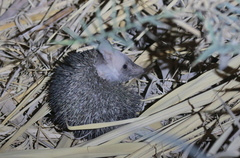 Paraechinus aethiopicus