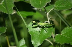 Hierodula patellifera