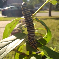 Danaus plexippus