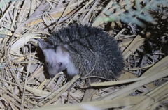 Paraechinus aethiopicus