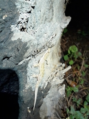 Hemidactylus platyurus