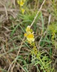 Linaria vulgaris