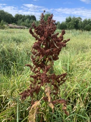 Rumex hydrolapathum
