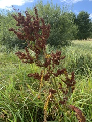 Rumex hydrolapathum