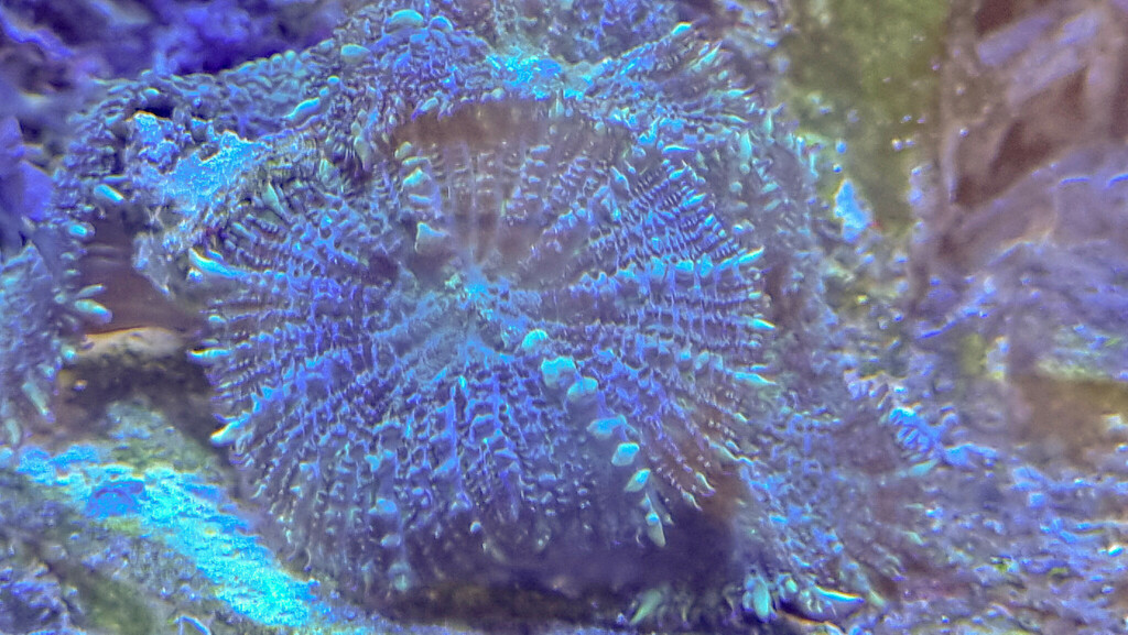 hairy mushroom anemone