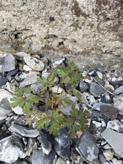 Geranium
