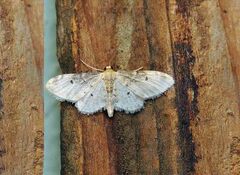 Idaea filicata