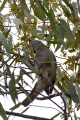 Colluricincla harmonica