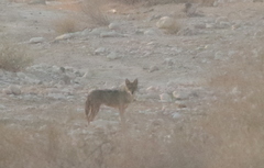 Canis aureus syriacus