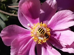 Syrphidae