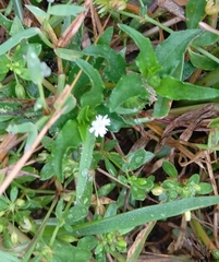 Eclipta prostrata