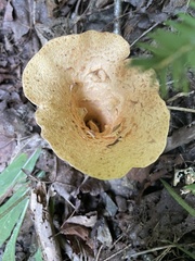 Turbinellus floccosus