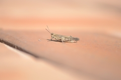 Trilophidia annulata